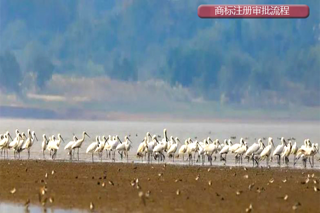 商標注冊審批流程有哪些? 商標注冊審批流程有哪些?