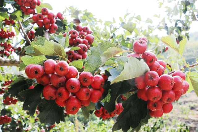 辦理商標注冊 辦理商標注冊