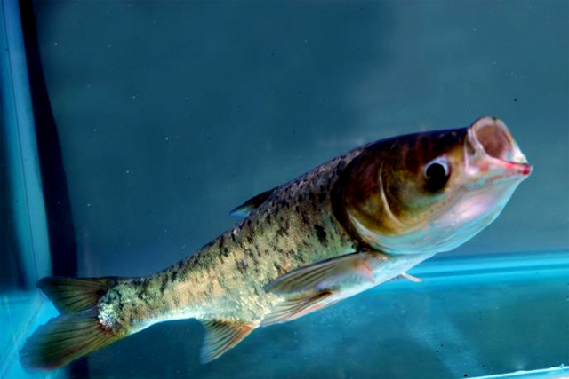 注冊商標在哪里辦，申請商標不去北京可以嗎?